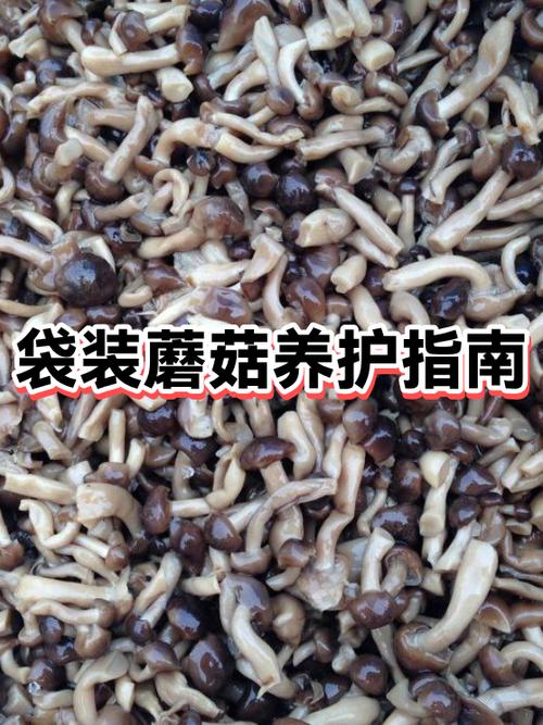 什么病不能吃蘑菇截图