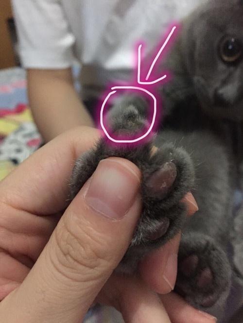 猫后脚无力走路怎么回事