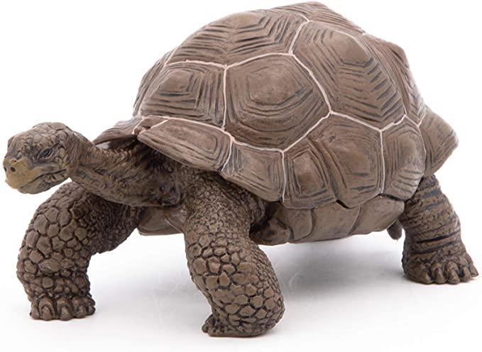 galapagos tortoise截图