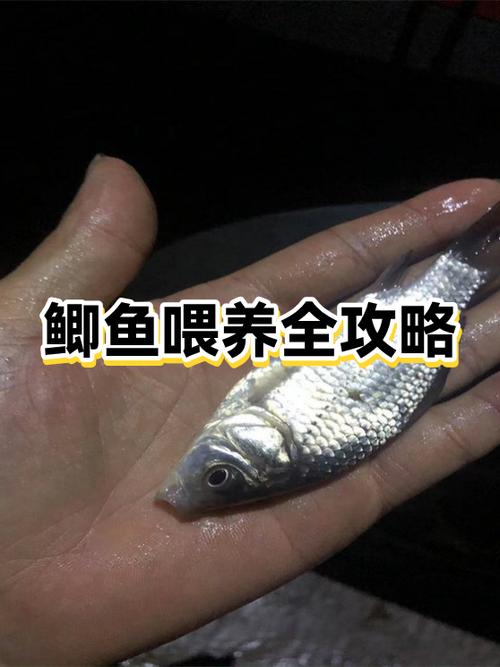 鲫鱼浏览器