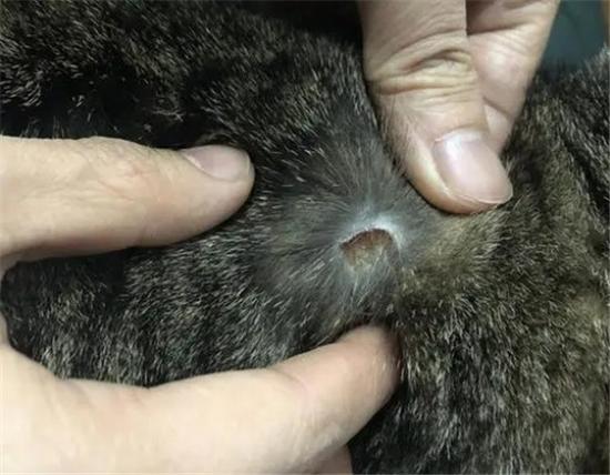 猫脖子后两块凸起的骨头是什么