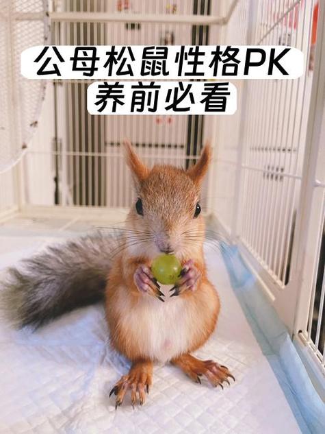 养松鼠的好处