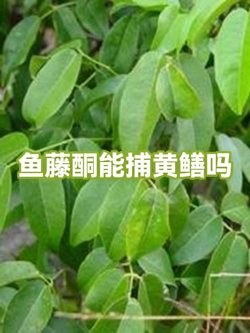 用鱼藤酮毒的鱼能吃吗