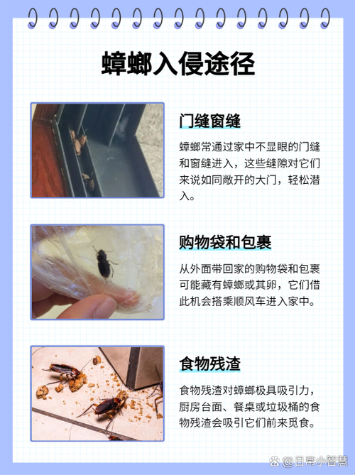 蟑螂最怕什么大揭秘