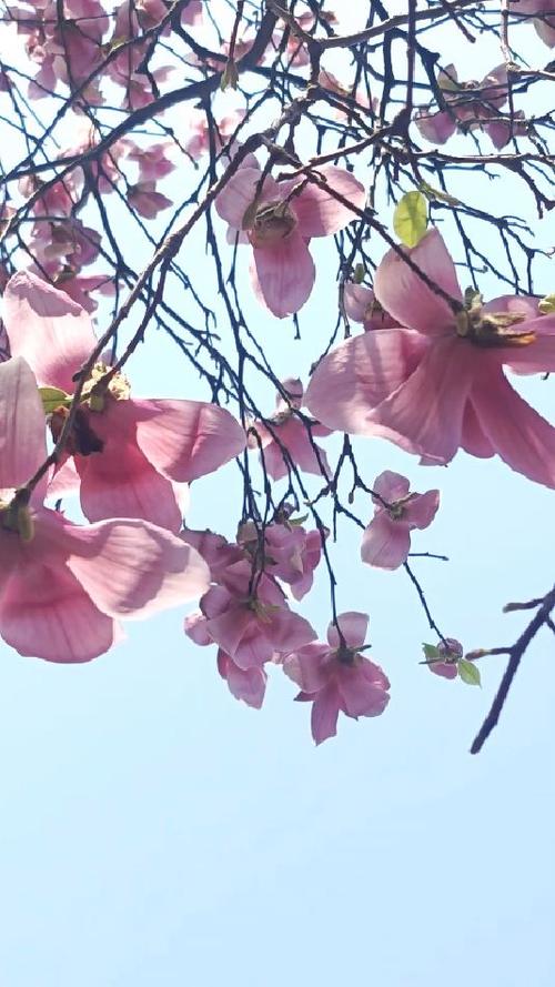 有信花到底是什么平台缩略图