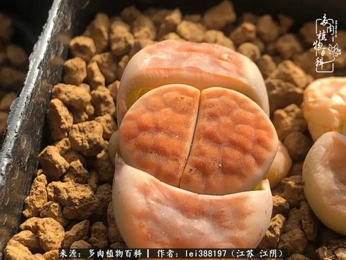 红窗玉和冰橙区别缩略图