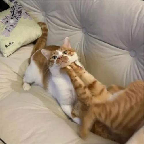 不能养双猫的原因