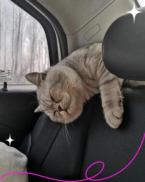 猫咪适合长途旅行吗