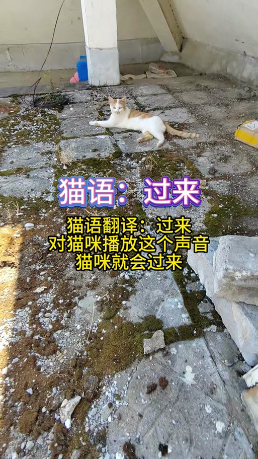 说猫语