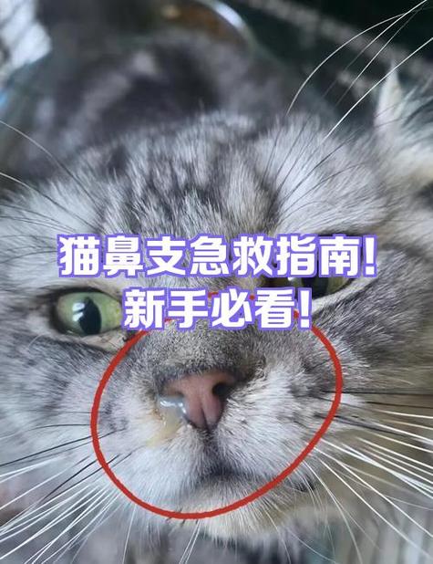 如何确定猫得了鼻支图标