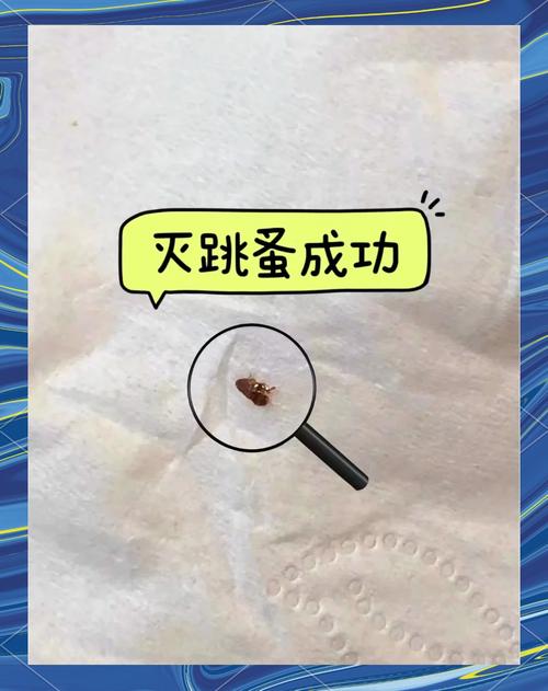 小猫咪有跳蚤怎么办截图