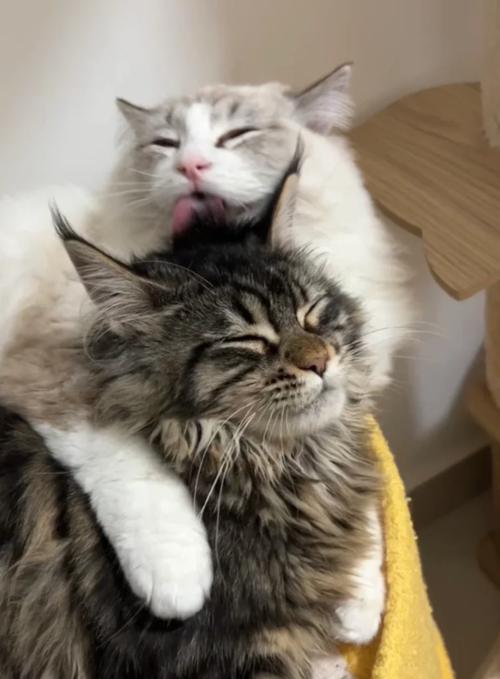 猫在你面前舔毛