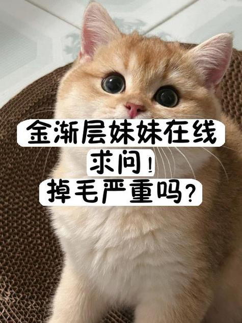 长毛金渐层掉毛严重吗