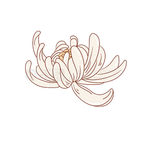 白菊花表情符号