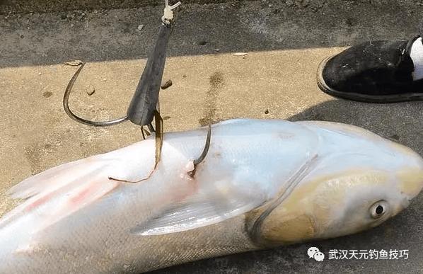 可视锚鱼为什么多是鲤鱼图标