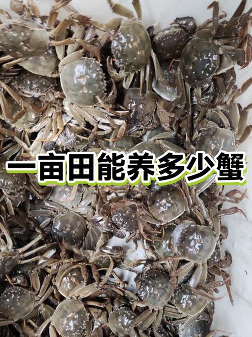养螃蟹一亩放多少苗缩略图