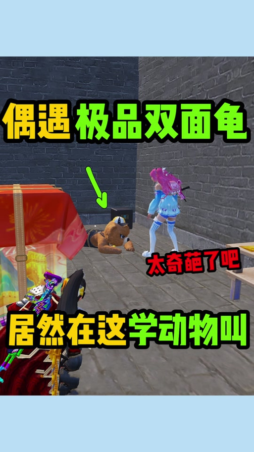 少萝宝宝和双面龟