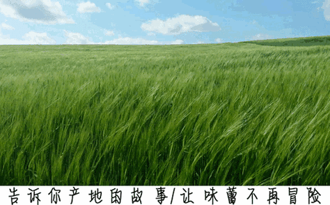 最耐寒的韭菜品种