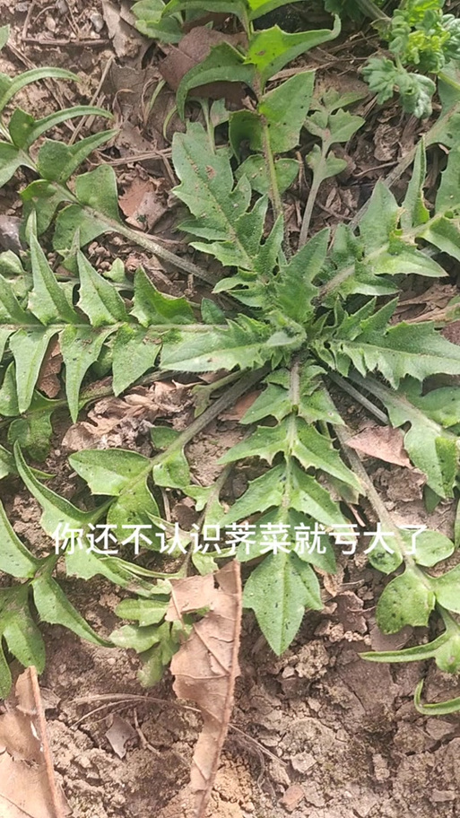 荠菜俗称叫什么