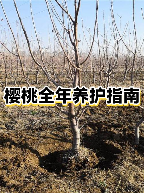 樱桃季节是哪几个月图标