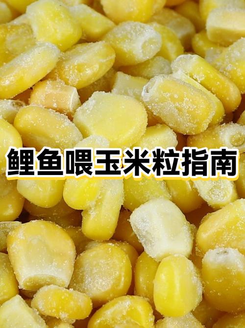 小红鲤鱼喂食喂几粒截图