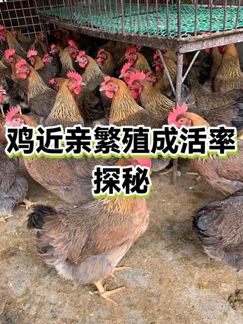 鸡会近亲繁殖后代吗
