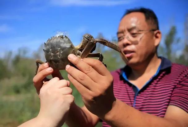 毛爪螃蟹学名叫什么