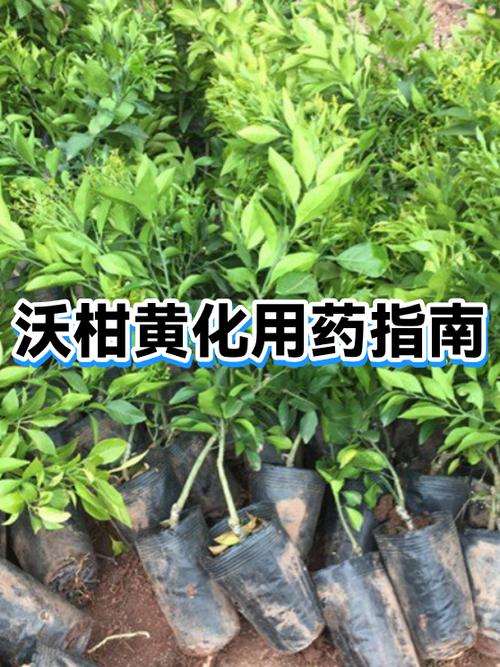 沃柑黄化严重怎么办