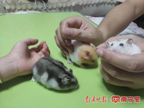 被仓鼠咬了需要打疫苗吗超过24小时图标