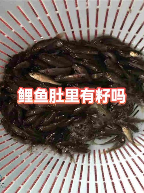 为什么买的鲤鱼肚子里都有籽截图