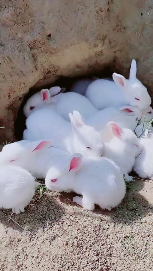 白兔视频在线
