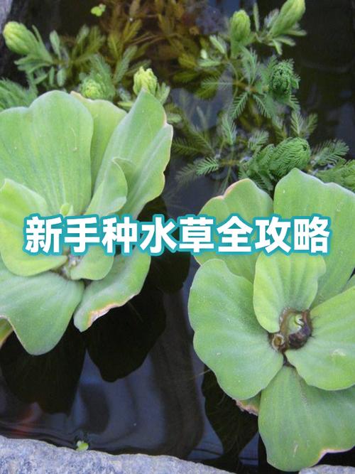 水草种子种植的正确方法