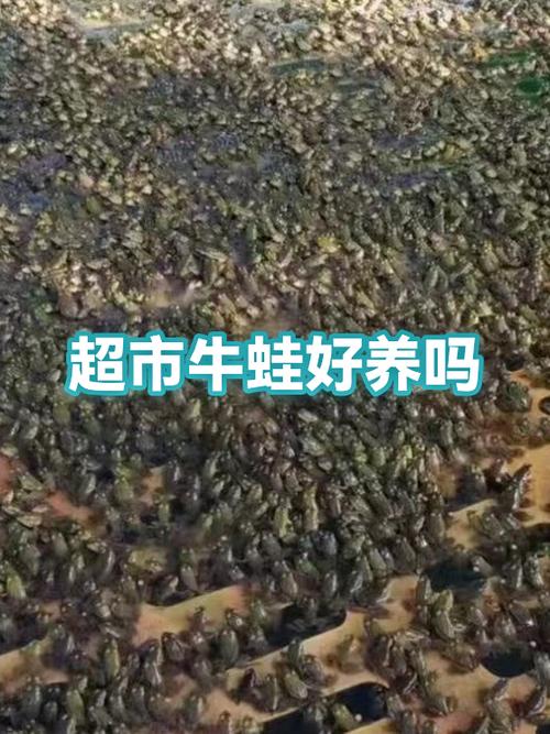 超市买了一只牛蛙回去怎么养截图