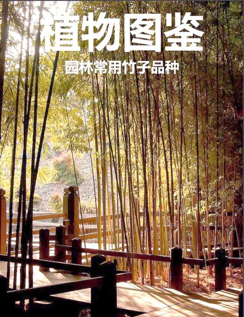 竹子移栽最佳时间
