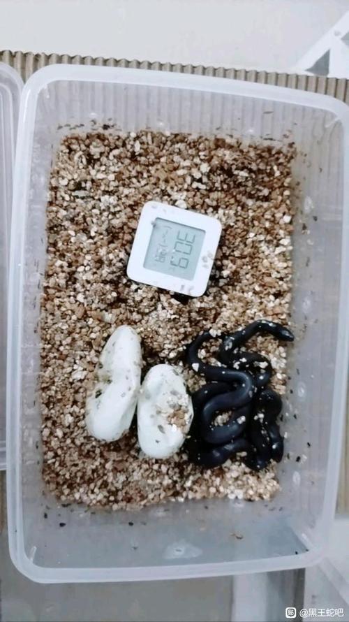 黑王繁殖