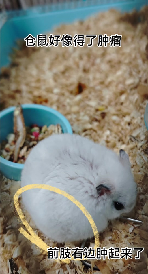 仓鼠一抖一抖是怎么了截图
