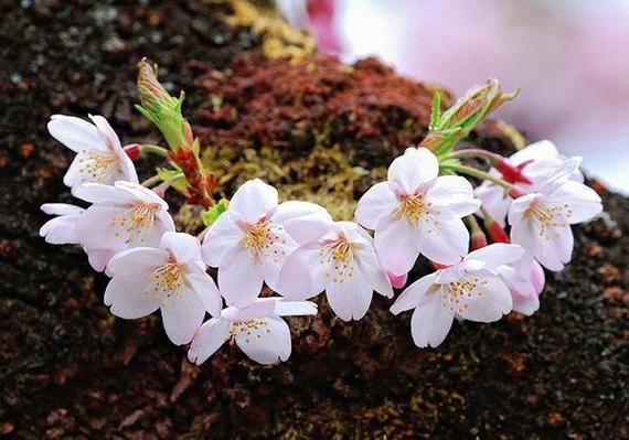 中国樱花寓意图标