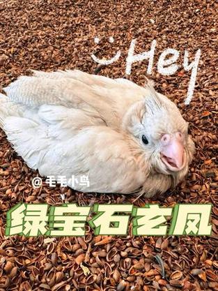 绿宝石哪只主宠好