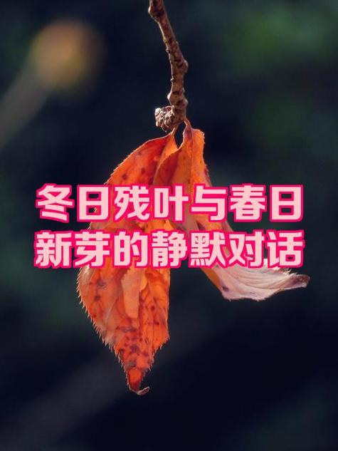 cf按v不显示自己说话
