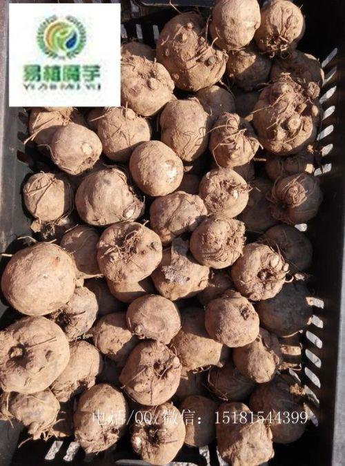 魔芋种子多少钱一斤