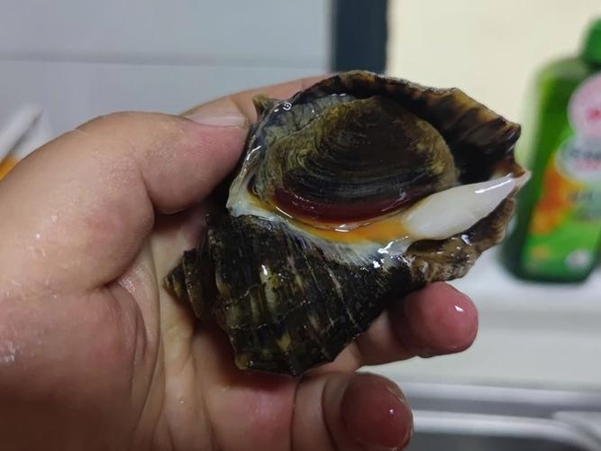 女人吃海螺的好处图标