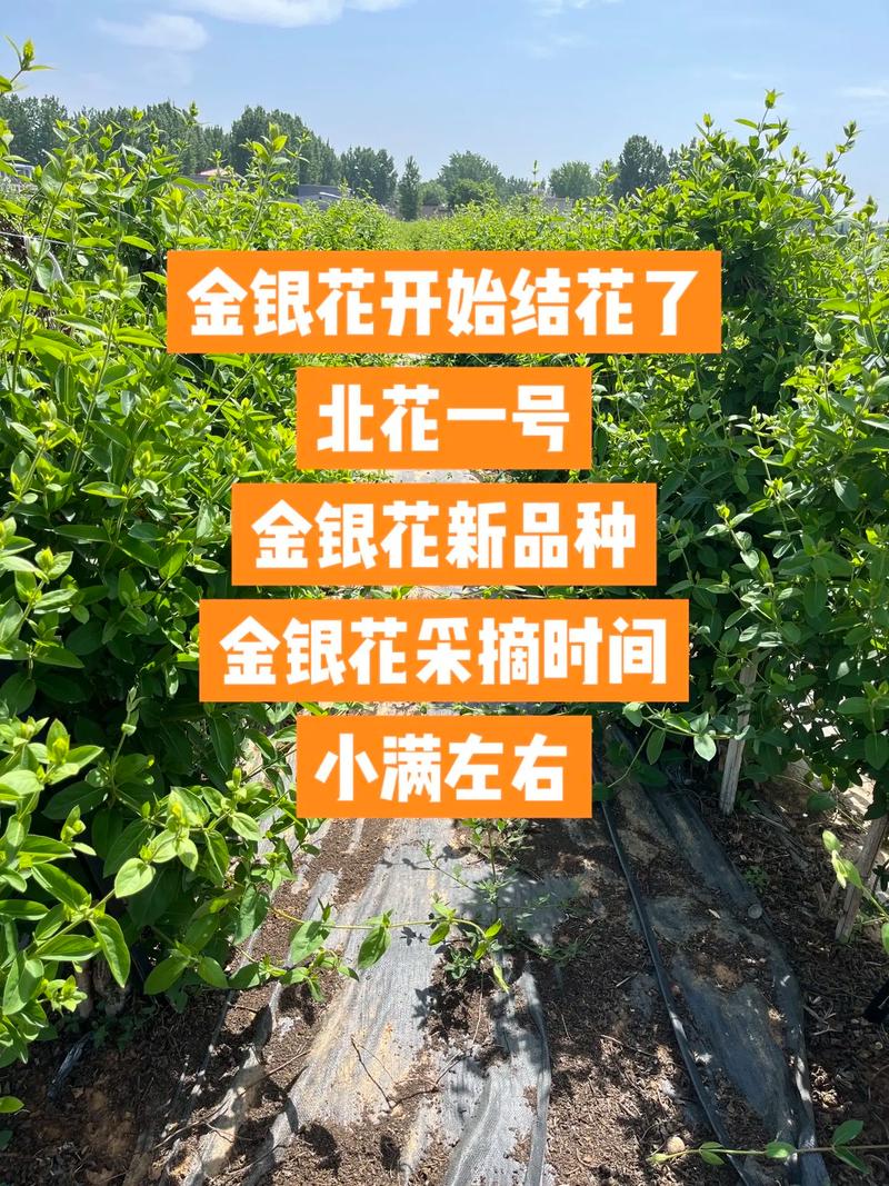 金银花几月份采摘药效最好