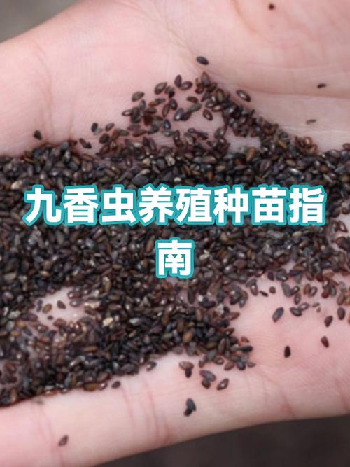 九香虫种苗多少钱一斤
