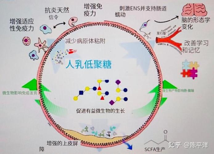 母乳中的菌群