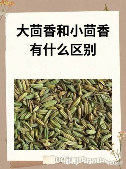 八角与大茴香的区别