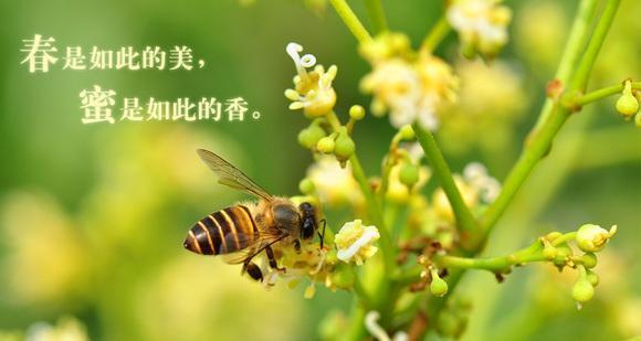 你是蜂蜜味的全文免费阅读