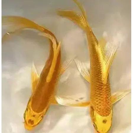 白金黑金哪个级别高