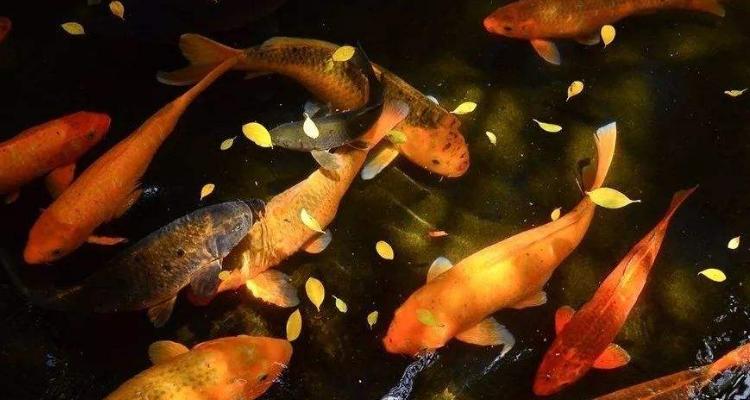 锦鲤一天喂多少
