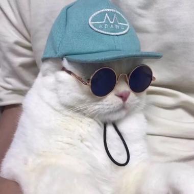 猫咪霸气头像