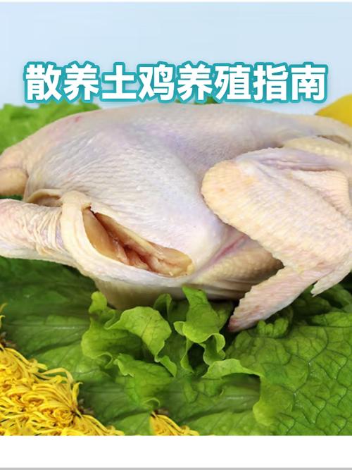 土鸡养殖成本和利润缩略图